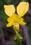 Diuris Corymbosa Donkey Orchid